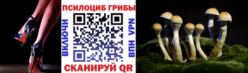 Псилоцибиновые грибы Cubensis  Верещагино 